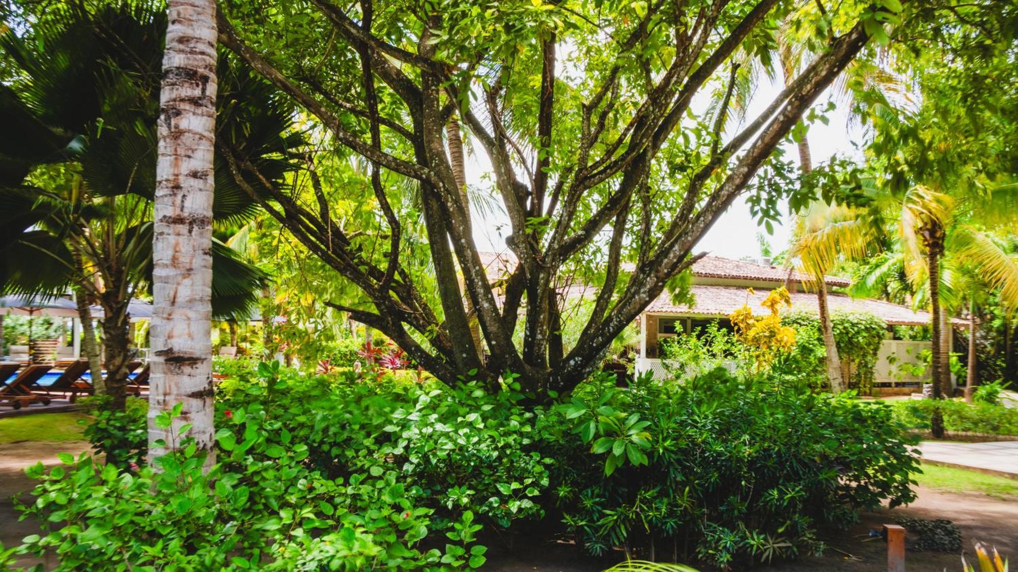 Casa Acayu Hotel Sao Miguel dos Milagres Ngoại thất bức ảnh